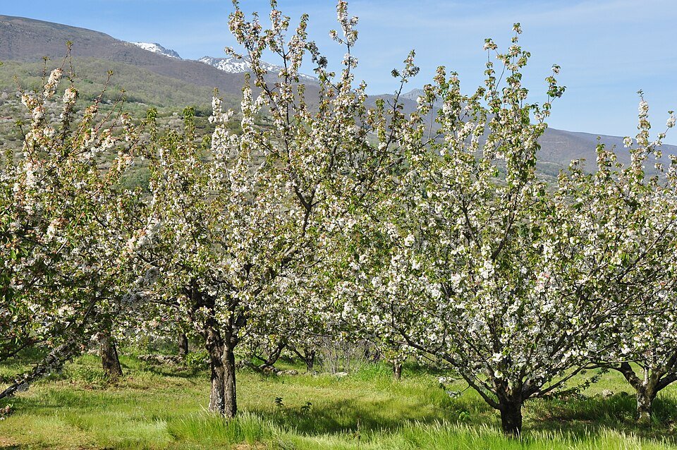 Paisaje del Valle del Jerte en primavera