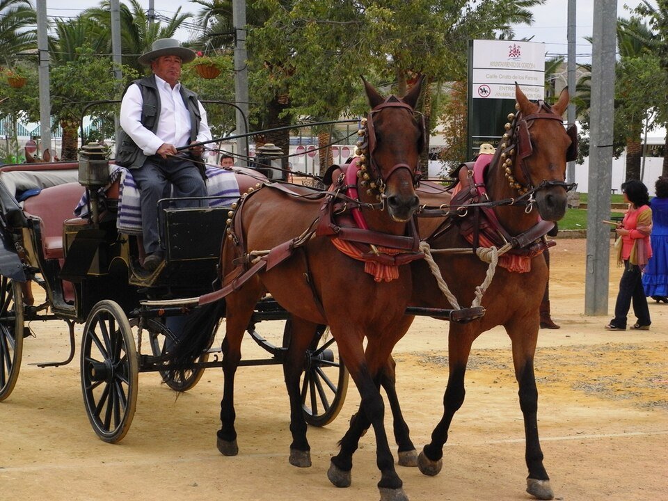 Coche de caballos en la Feria de Córdoba