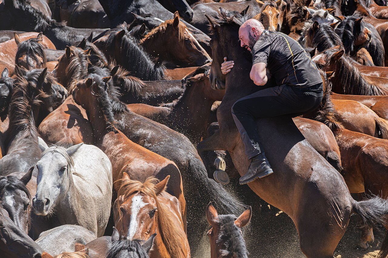 Participantes y caballos durante una edición histórica de la Rapa das Bestas