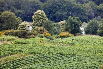 Fiesta del Pimiento en Arnoia 5 Viñedos de la comarca del Ribeiro junto al río Miño, en A Arnoia